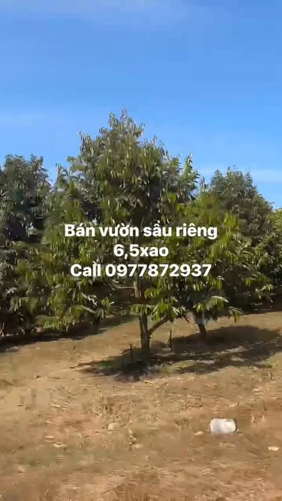 Đất Farm Sầu Riêng 2340m² Xã Đoàn Kết, Bù Đăng - Giá Thỏa Thuận