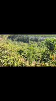 Bán Gấp Farm 2.2ha Mặt Tiền Đường Nhựa Đức Trọng, Lâm Đồng - Giá Đầu Tư 3.5 Tỷ