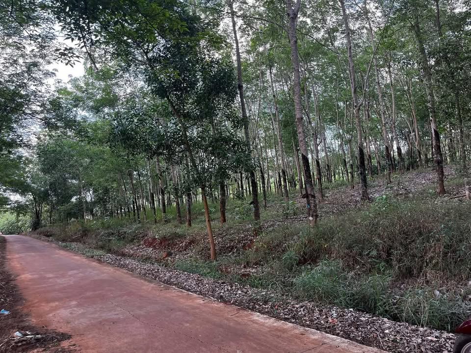 Đất Cao Su 1.800m² Mặt Tiền 40m - Giá Tốt Dưới 1 Tỷ Tại Bàu Bàng, Bình Dương