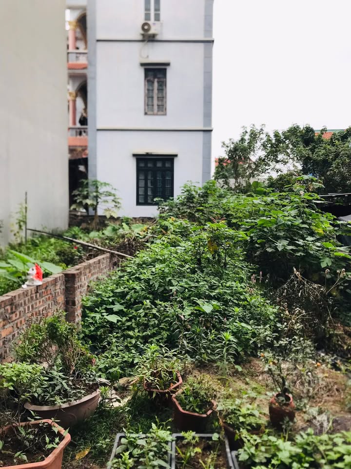 Đất Đông Anh 60m² - Sổ Đỏ Vuông Vắn, Ô Tô Đỗ Cửa, Gần Cầu Đông Trù