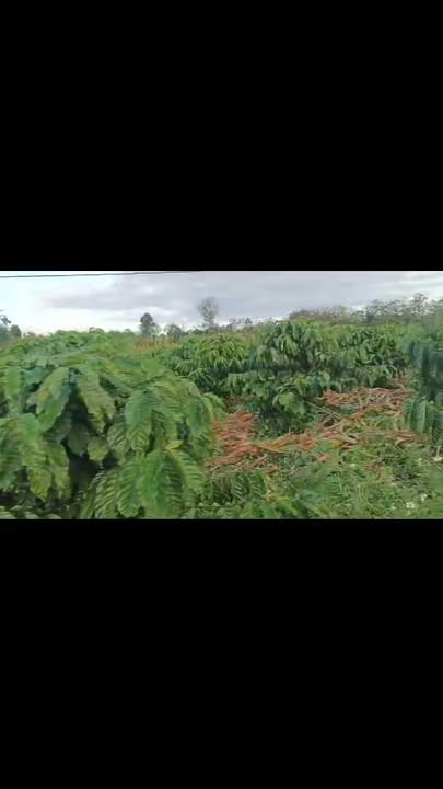 Bán Đất Farm 2880m² Quảng Hiệp, Đắk Lắk - Giá Đầu Tư 320 Triệu/Sào