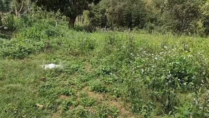 Đất Vườn Lạc Sơn, Hòa Bình: 13.000m² Đầy Cây Lâu Năm, Giá Chỉ 800 Triệu, Ô Tô Tới Nơi