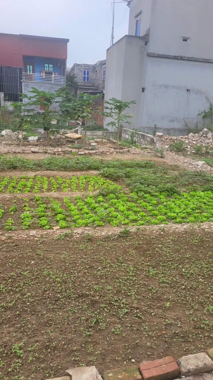 Đất nền Lạc Nhuế, Tam Đa, Yên Phong 80m² - Sổ đỏ sẵn sàng, ô tô vào nhà