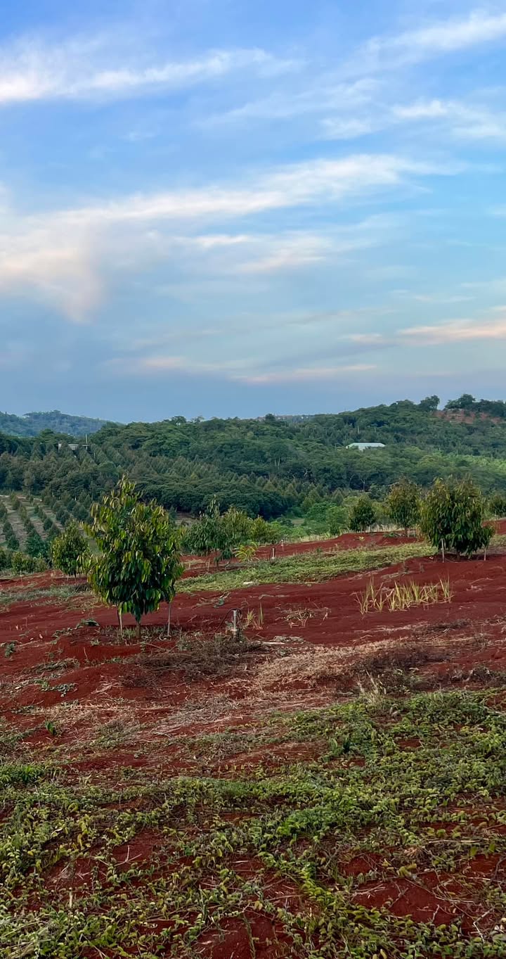 Bán Gấp Đất Vườn Sầu Riêng Long Khánh 3600m² - Giá 6.x Tỷ