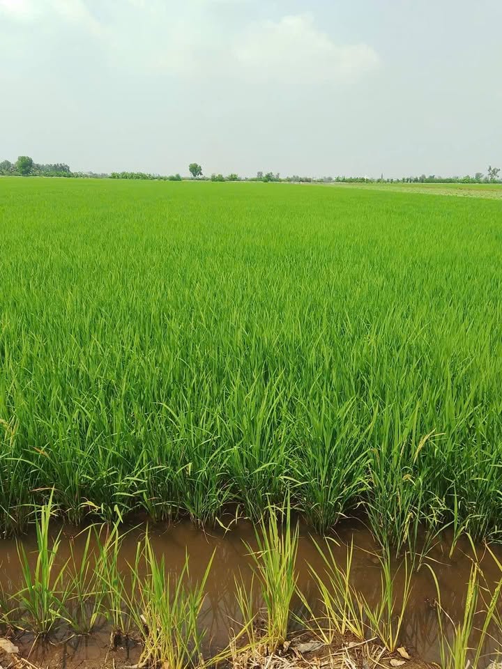 Bán Gấp 15 Công Đất Lúa Tân Thạnh, Long An - Sẵn Sàng Đầu Tư
