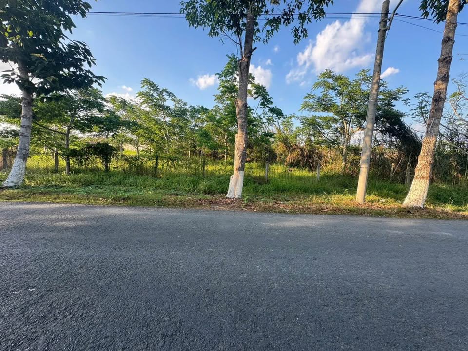 Farm Nghỉ Dưỡng 5200m² Hậu Giang - Vườn Trái Cây, Kho Xưởng Tiềm Năng