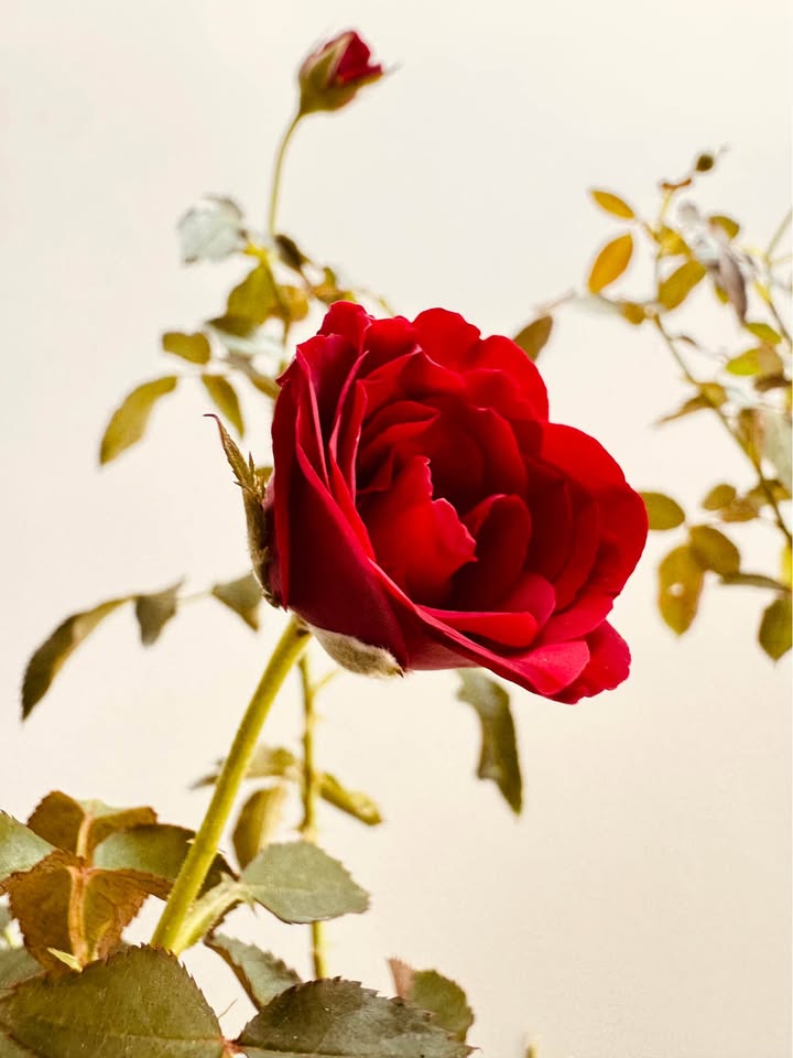 Bán Cặp Nền Nam Long 2 Cần Thơ 180m² Hướng Tây Bắc - Sổ Hồng Thổ Cư