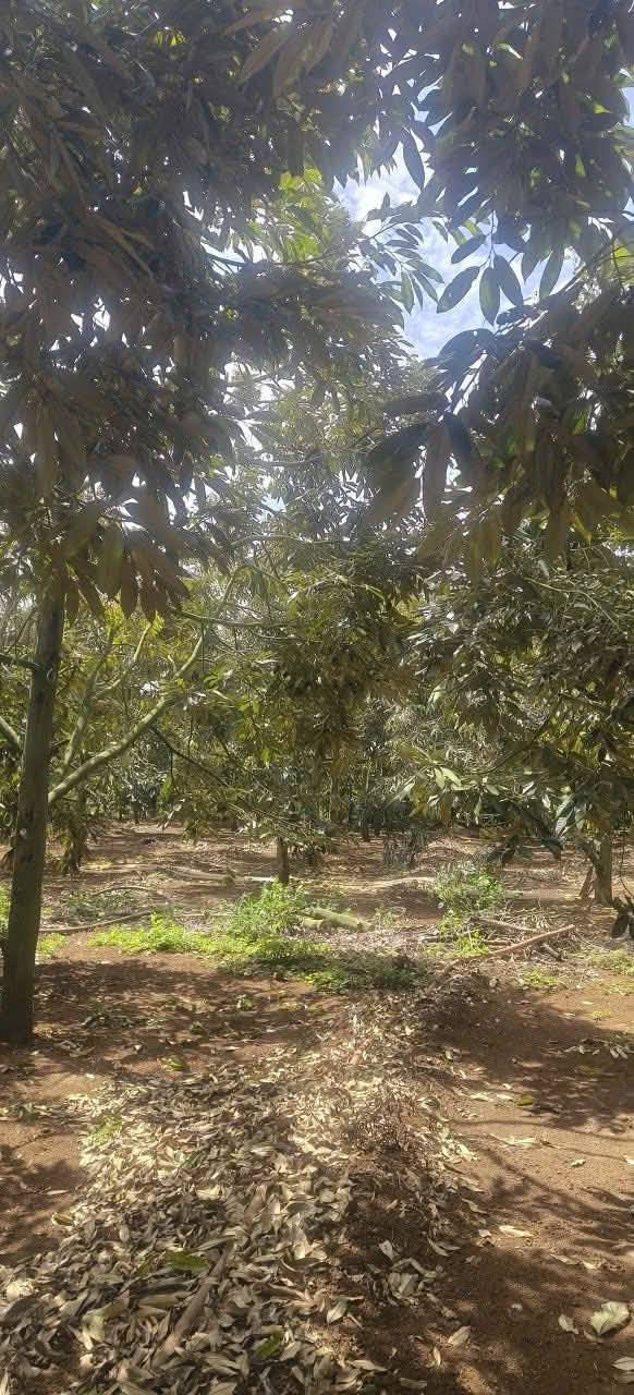 Farm 1.3ha Đắk Lắk - Vườn Cafe Sầu Riêng Thu Nhập Khủng