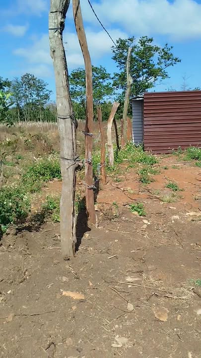 Bán 2.7 Sào Vườn Đắk Lắk - 70 Cây Sầu Riêng, 350 Cây Cafe - 1.15 Tỷ