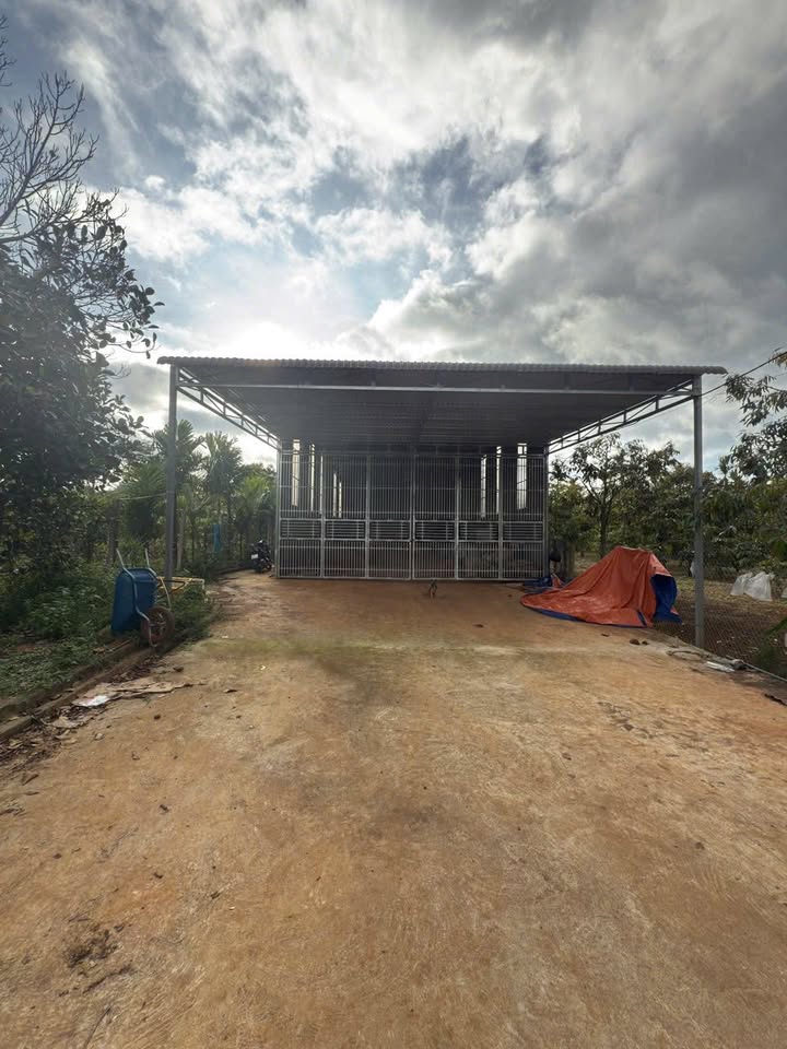 Bán Đất Buôn Hồ 540m² Mặt Tiền Trần Xuân Soạn - Full Thổ Cư, Có Kho Sầu Riêng