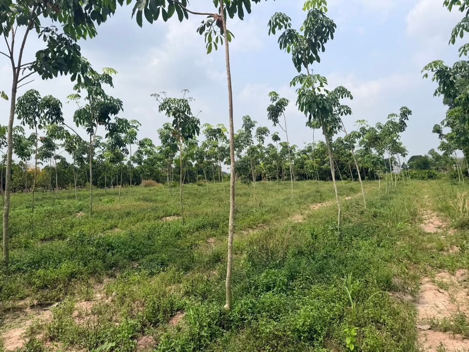 Đất Cao Su 12000m² Gò Dầu, Tây Ninh - Đầu Tư Nông Nghiệp Dài Hạn