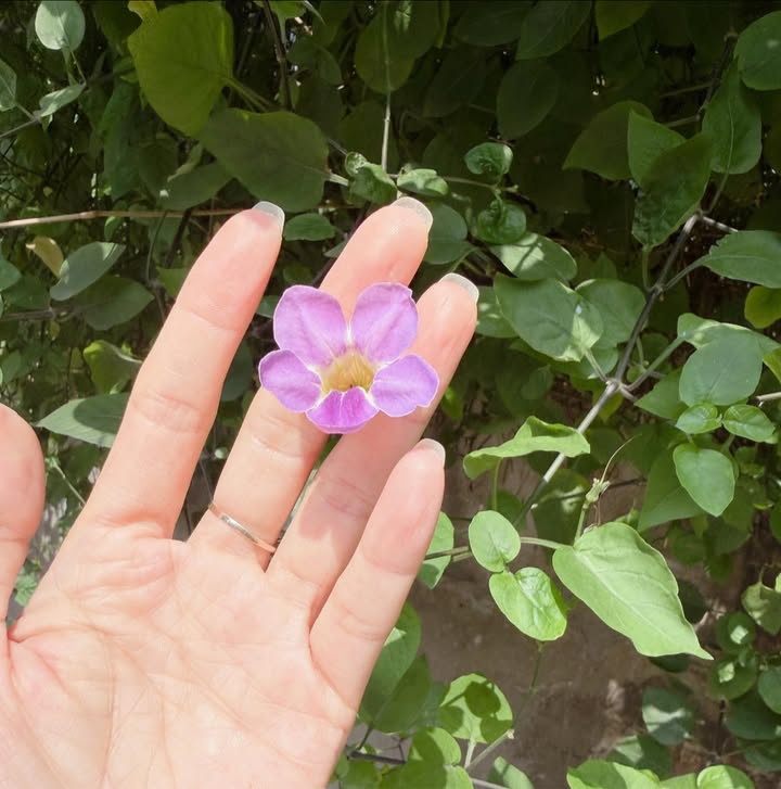 Đất Nền Minh Phương, Việt Trì - 100m² Vuông Vắn, Giá Hơn 2 Tỷ