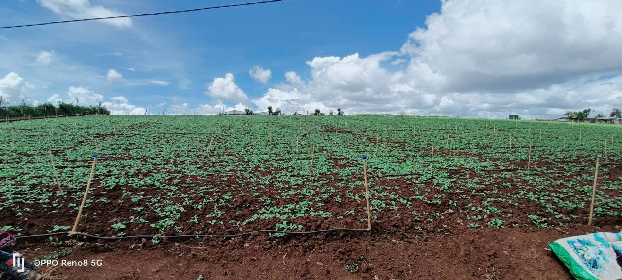 Bán Đất Vườn 1.8ha Ka Đơn, Lâm Đồng - Giá Đầu Tư 23.5 Tỷ