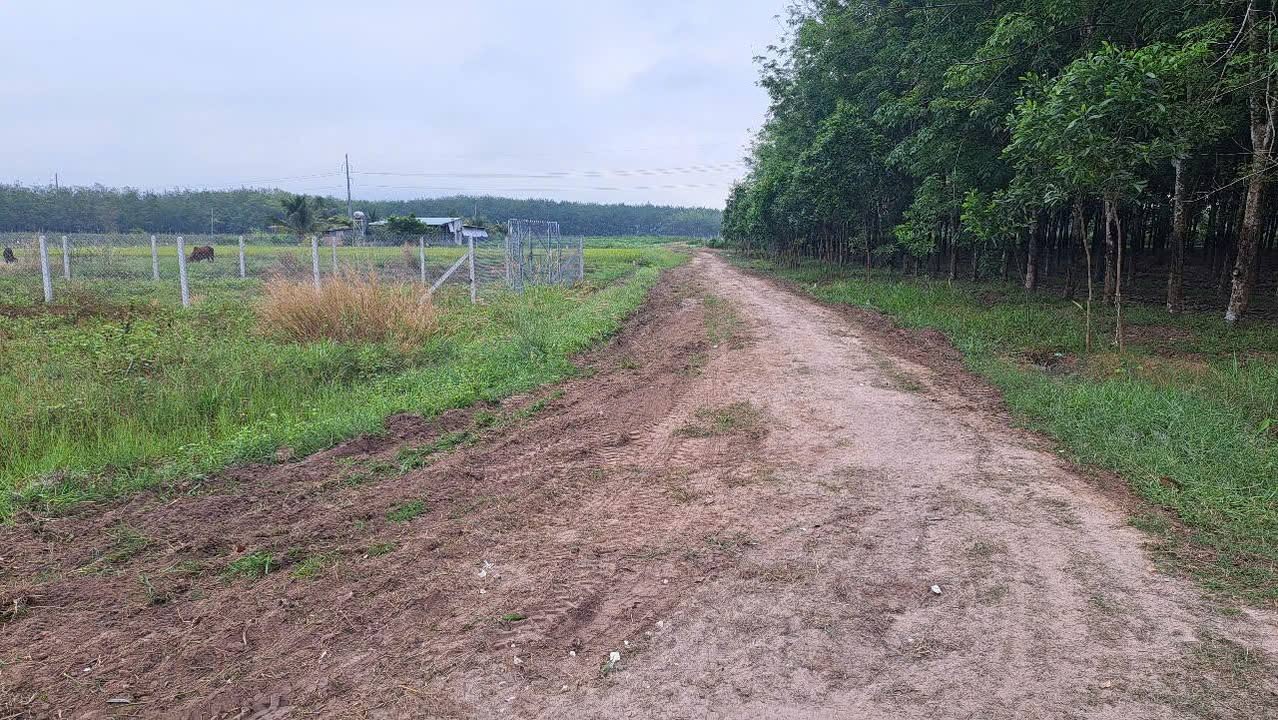 Đất nền Tân Bình Tây Ninh 149m² 230 triệu - Tiềm năng tăng giá