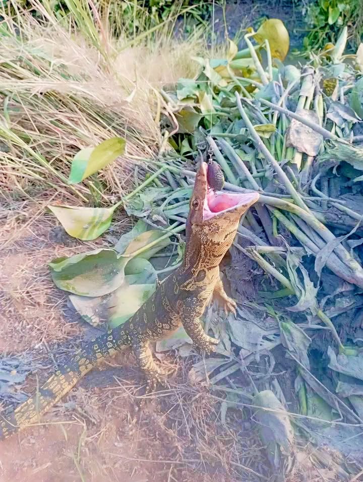 Đất Nền Hoài Nhơn 145m² Thổ Cư 100% - Sổ Sẵn, Giá Đầu Tư 5xx Triệu