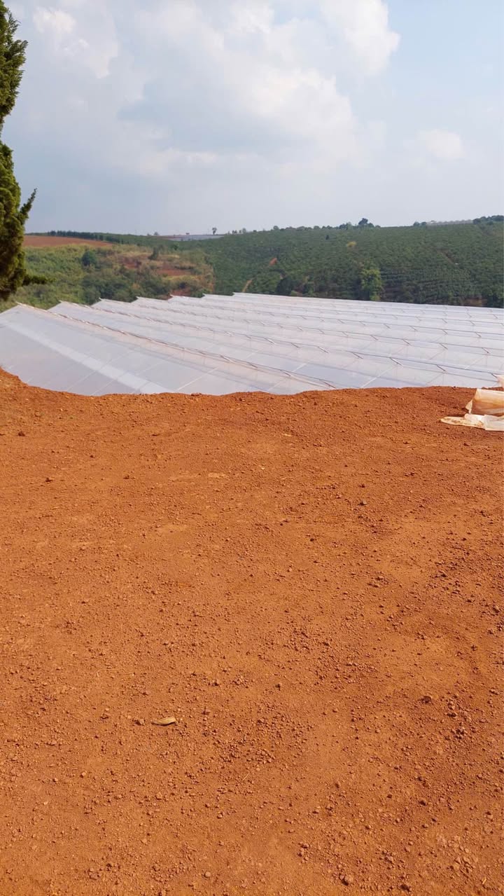 Đất Farm 43.600m² Đà Lạt - Sổ Riêng, Có Nhà Lồng, Giá 25 Tỷ