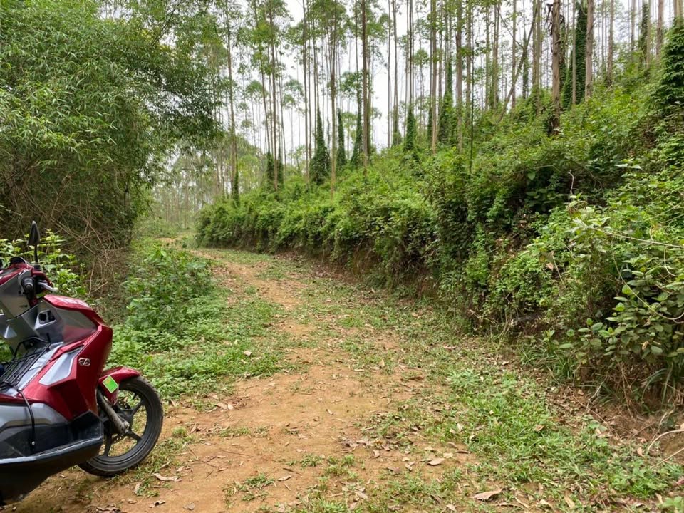 Đất Vườn Lập Thạch 10000m² - Sổ Đỏ Chính Chủ, Gần Chợ Ngọc Mỹ