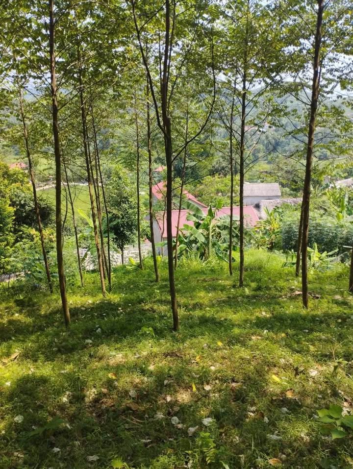 Đất Rừng Phú Thọ Hơn 8000m² - Giá Hời Chỉ Hơn 500 Triệu