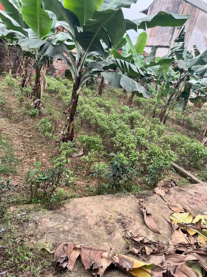 Đất Nền 47m² Võng Xuyên, Phúc Thọ - Giá Chỉ 1 Tỷ, Sẵn Sổ