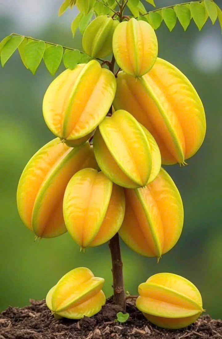 Nhà Phố Đường Tên Lửa Bình Tân 120m² - Mặt tiền kinh doanh đắc địa!