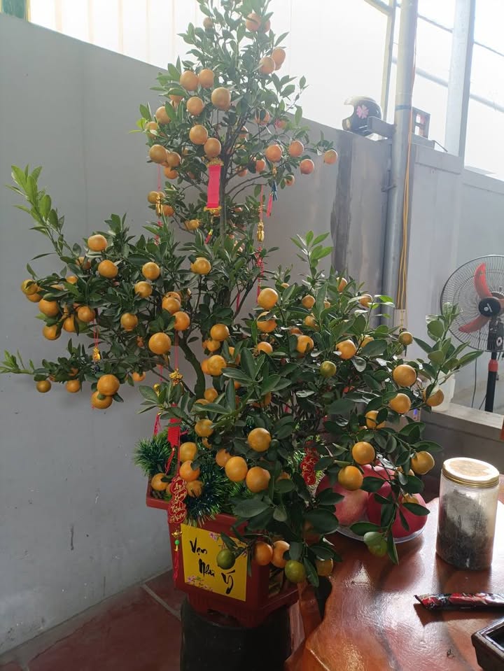 Đất Lô Góc 52m² Đường Văn Phong, Hải Phòng - Giá Từ 1 Tỷ