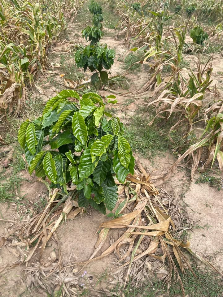 Bán Gấp Vườn Cà Phê Sầu Riêng 6 Sào Ea Kar - Giá 750 Triệu TL