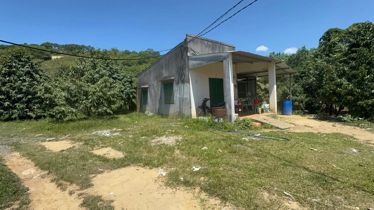 Đất Vườn Sầu Riêng 2.4ha Đồng Nai - Sẵn Thu Tỷ Phú