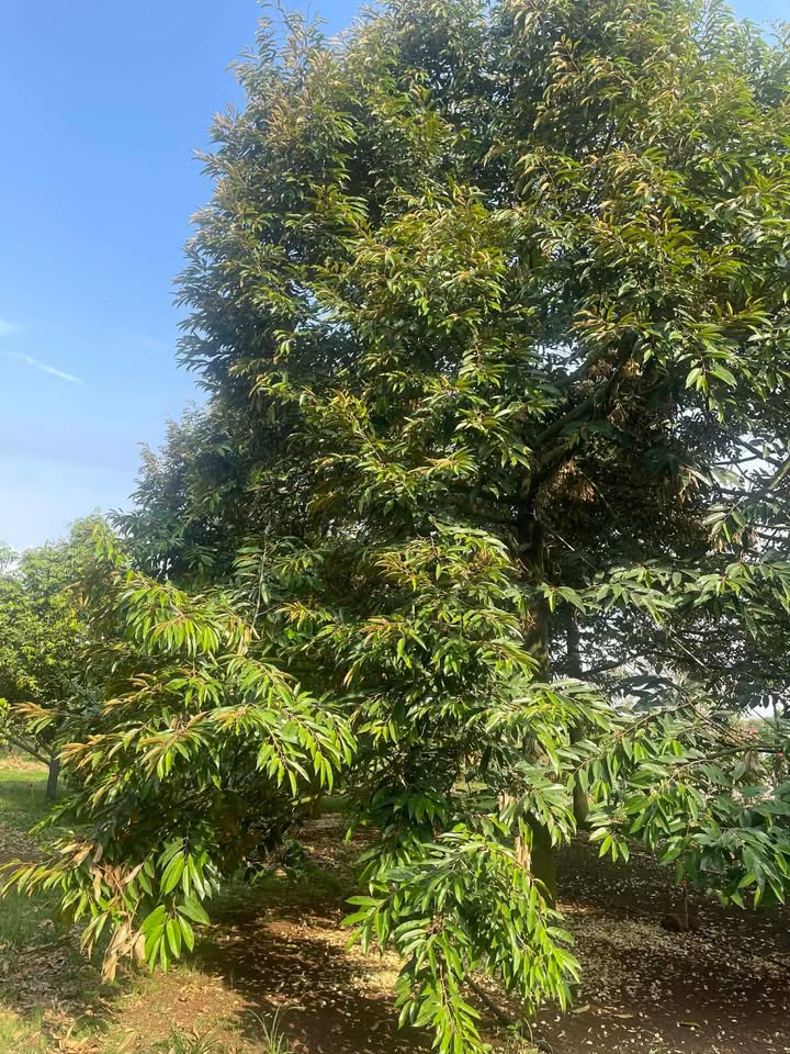 Cho thuê Đất Vườn Sầu Riêng, Mít Lớn 1.6ha Định Quán - Dòng Tiền Ổn Định