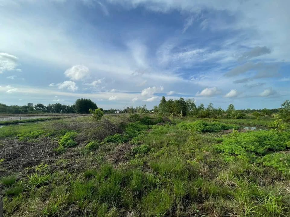 Đất Ruộng 1000m² Sóc Trăng - Sẵn Sàng Xây Nhà, Giá Tốt 550 Triệu