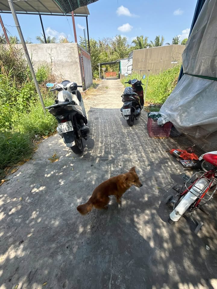 Bán Nhà 80m² Phường Phú Tân, Bến Tre - Giá 630 Triệu, Đường Ô Tô