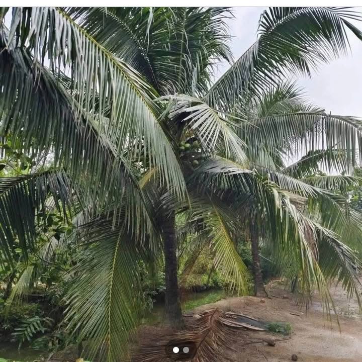 Bán Gấp Vườn Cây Ăn Trái 1600m² Bến Tre - Giá Đầu Tư 880 Triệu