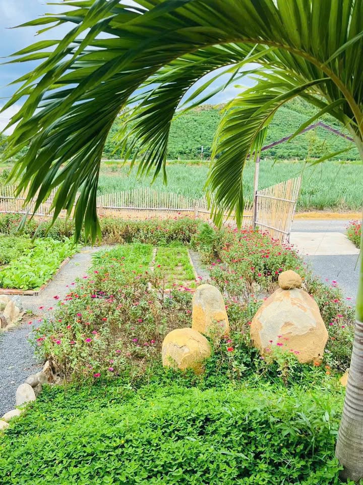 Đất nền Ninh Tây 1.015m² 690 triệu - Đất thổ cư 100%