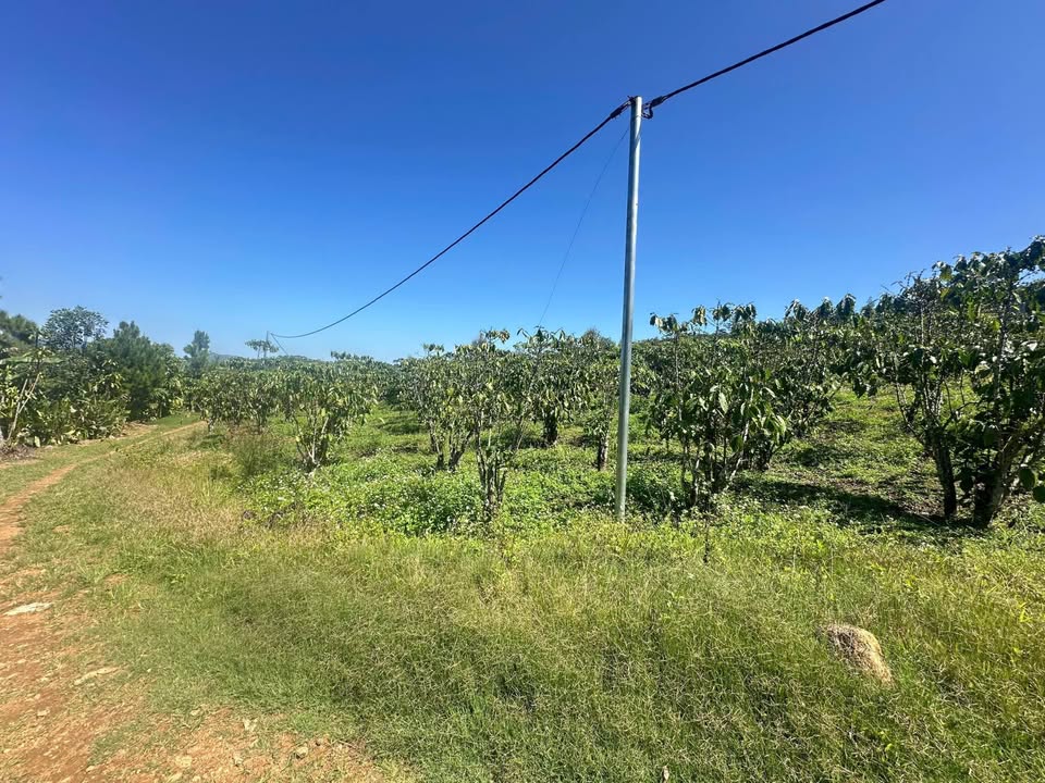 Bán Gấp Vườn Cafe Triền Đồi 3919m² Lộc Châu, Bảo Lộc - Giá Tốt 2.1 Tỷ