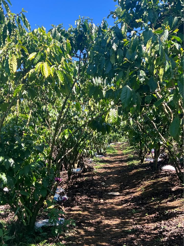 Bán Gấp Vườn Cafe View Hồ 1.8ha Tại Bảo Lâm - Thu Nhập Khủng