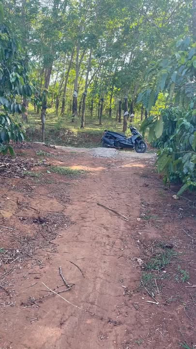 Đất Vườn 10.000m² Kon Tum - 700 Cây Cà Kinh Doanh, Sổ Hồng Riêng