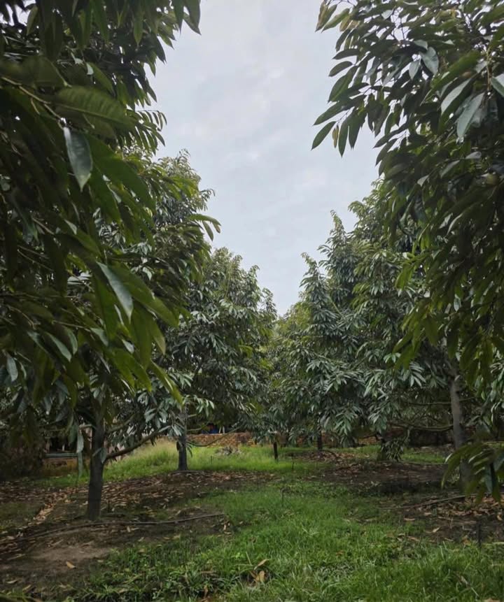 Đồng Nai: Vườn Sầu Riêng 3877m² Mặt Tiền Nhựa Lớn - 8.5 Tỷ