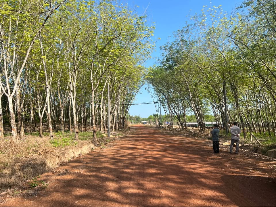 Bán Gấp Đất Vườn 3444m² Thanh An, Dầu Tiếng - Mặt Tiền Rộng 112m