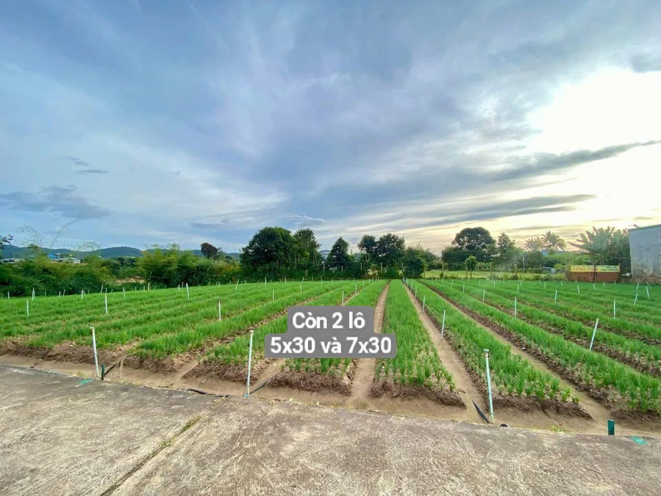 Bán Đất TT Chợ Phú Hội, Đức Trọng - 100m² Giá 1.4 Tỷ/1.55 Tỷ