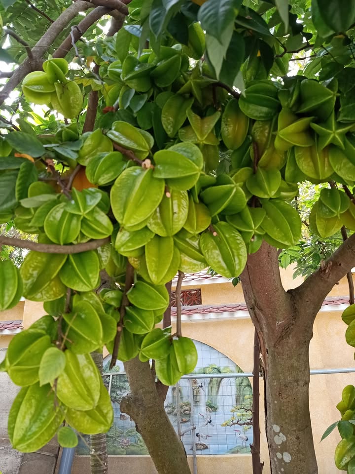 Cho thuê đất Phường Bạch Sam, Mỹ Hào, Hưng Yên - Giá thỏa thuận