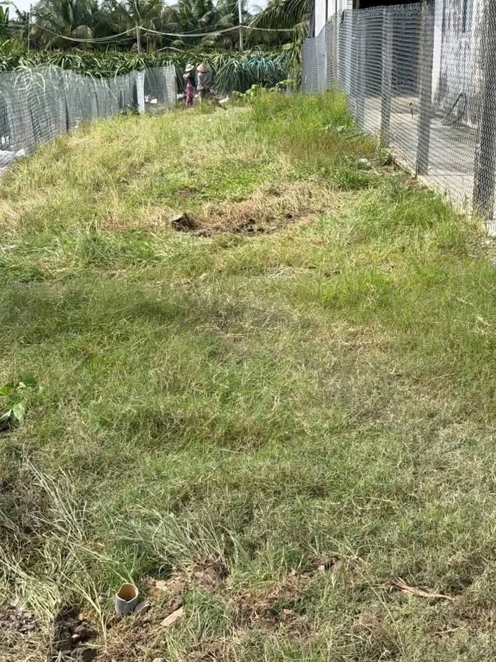 Đất Thổ Cư Lộ Dừa, Long An - 210m² Sổ Hồng Sẵn Sàng