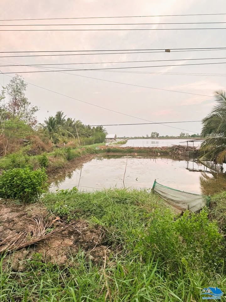 Đất Đông Thái An Biên 8135m² 1,05 tỷ - Sổ đỏ chính chủ