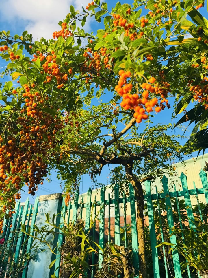 Bán Nhà + Đất 345m² Thôn 3 Đắk Mar, Đắk Hà - Giá 2 Tỷ