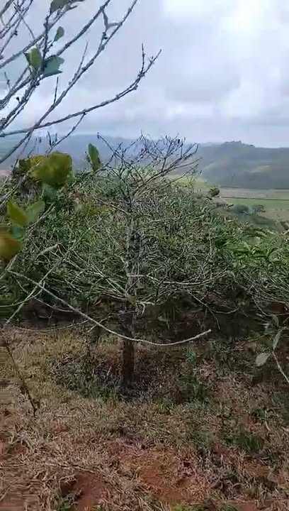 Bán Đất Vườn Lâm Đồng 3240m² - Sẵn Sổ Hồng, Giá 1.4 Tỷ