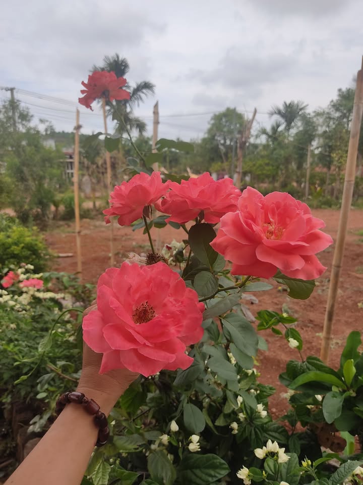 Nhà Hẻm Xe Hơi 45m² Đường Kênh Tham Lương, Tân Bình - Sổ Hồng Sẵn Sàng