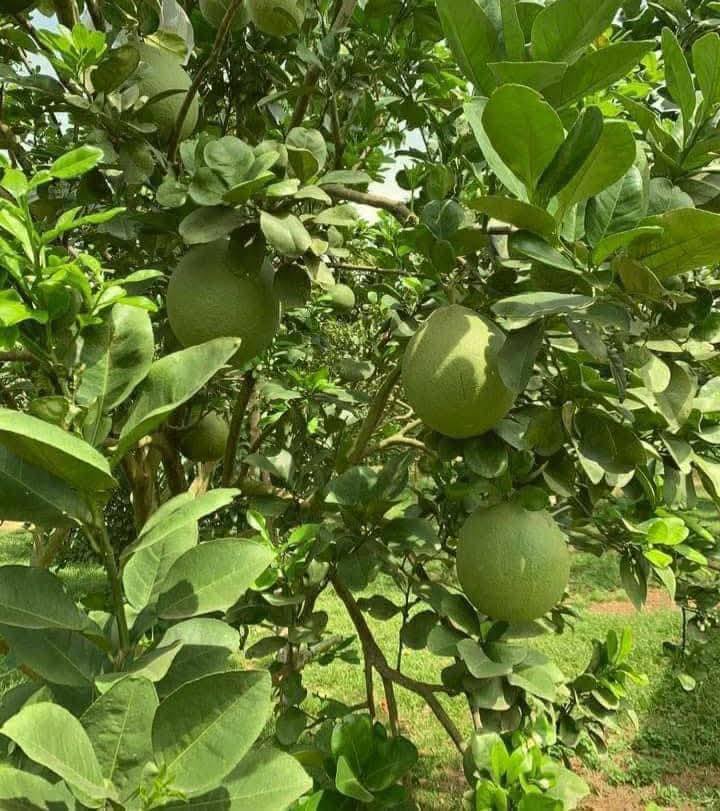 Bán Đất Vườn 2700m² Túc Trưng, Đồng Nai - Sổ Riêng, Giá Tốt