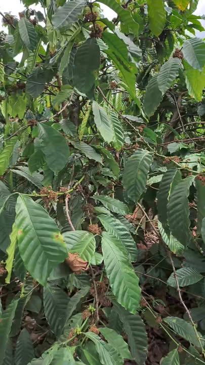 Bán Đất Farm 1800m² Ea Khal, Đắk Lắk - Vườn Cà Phê, Tiêu, Chanh Dây Sẵn Sàng Khai Thác