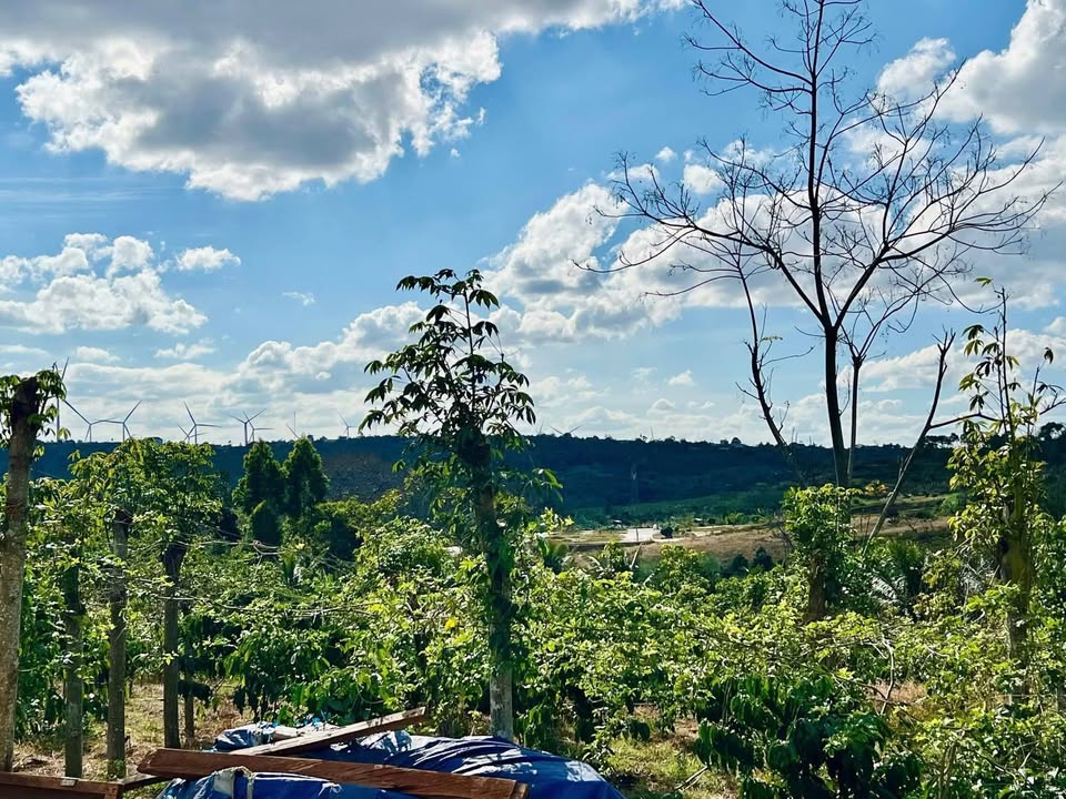 Bán Đất Vườn 14.000m² Đắk Lắk - Giá Tốt Nhất Khu Vực, Có Nhà Gỗ & Vườn Cây Ăn Trái