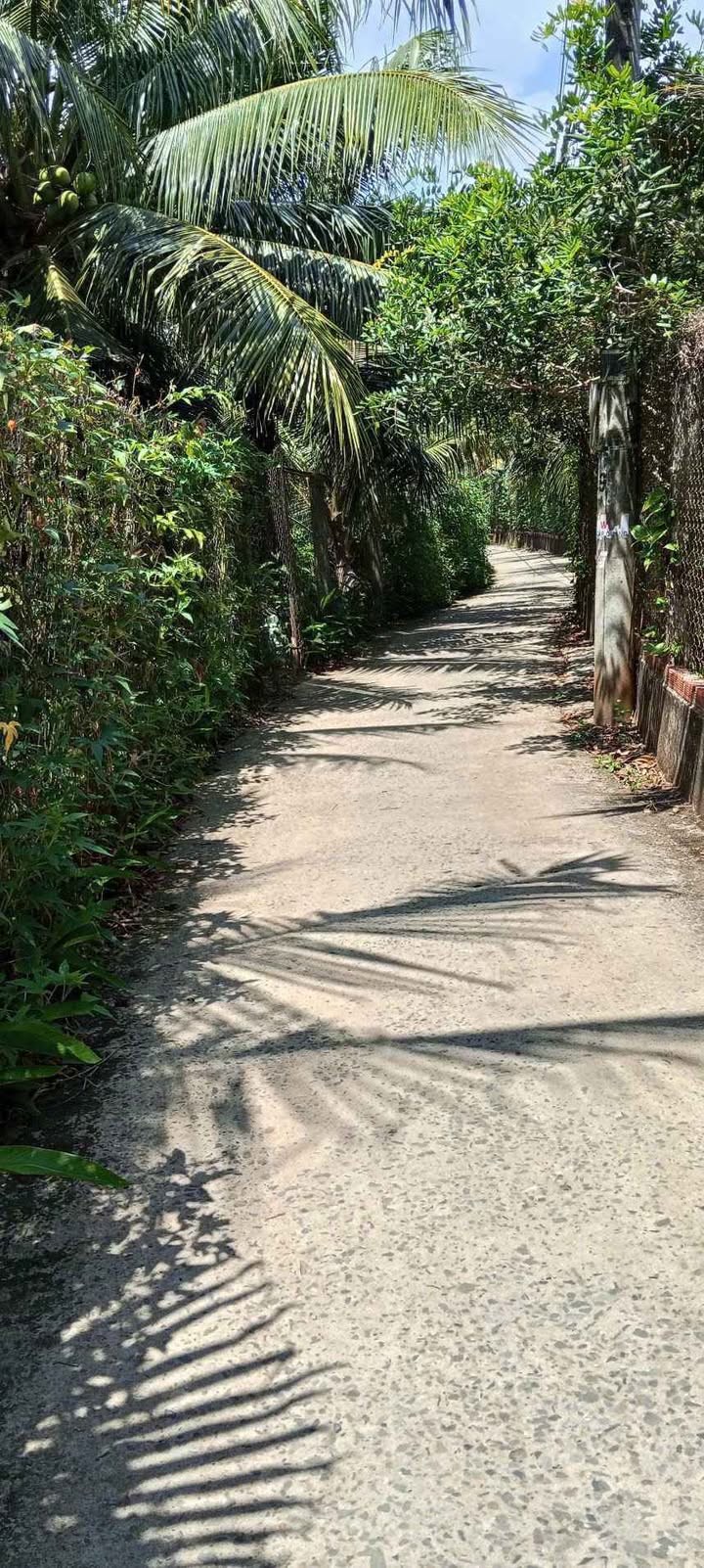 Đất Vườn Bến Tre 600m² - Vườn Dừa, Nhãn, Bưởi Thu Hoạch Ngay - Giá 280 Triệu