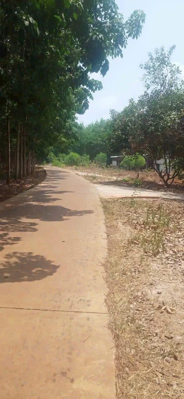 Đất Vàng Đồng Xoài - 5000m² Sổ Hồng Riêng, Đường Bê Tông 20m