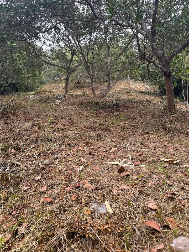 Bán Gấp Farm 42.000m² Đạ Lây, Lâm Đồng - Suối Bao Quanh, Giá 650 Triệu